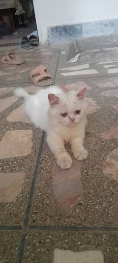 Cute  little  punch face pink nose moju Persian  male looking new home