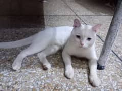 Khao Manee / Diamond Eye Male cat For sale
