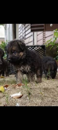 German Shepherd long coat