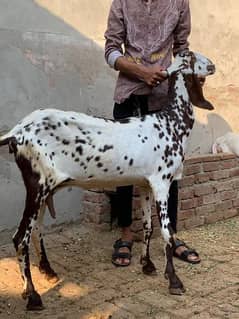 desi bakri for sale