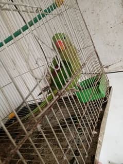 Raw Parrot (Kashmiri)