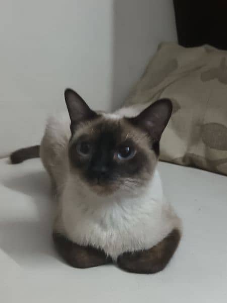 Siamese Cat 2