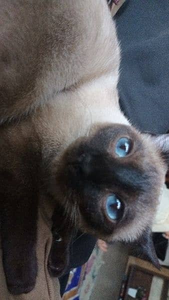 Siamese Cat 3