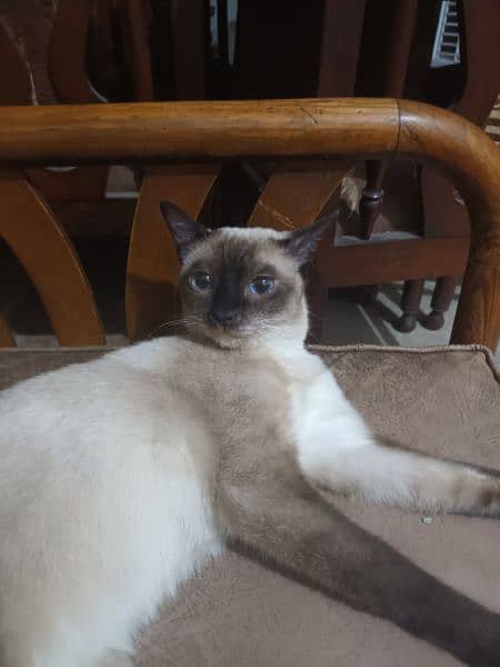 Siamese Cat 4