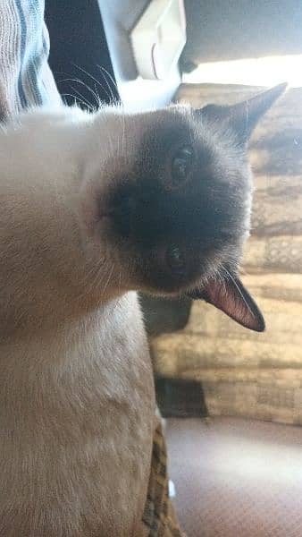 Siamese Cat 5