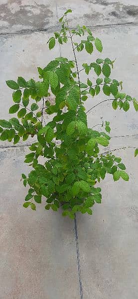 outdoor plant,cactus and succulent for sale 5