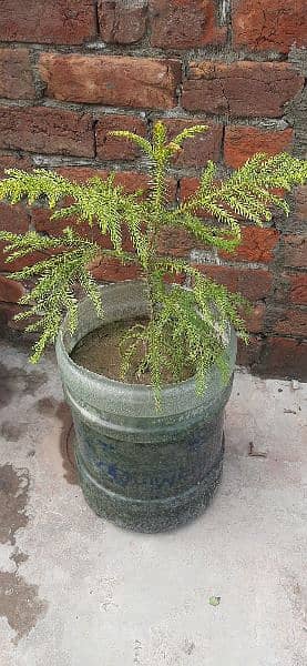 outdoor plant,cactus and succulent for sale 6