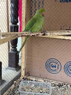 green parrot 5 month age