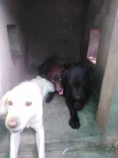 Labrador dogs