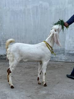 pure rajanpuri goats for sale
