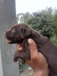 Labrador female puppies