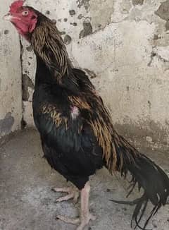 good rooster breed and heavy weight