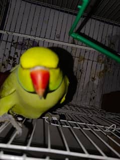 parrot for sale