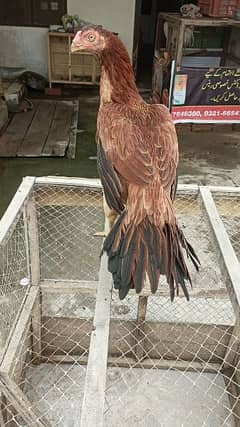 parrot beak indian breed