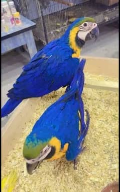 blue and gold macaw parrot cheeks