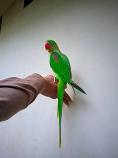 Raw Alexander Parrot For Sale.