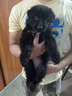 Black Shepherd Puppies (black pair)