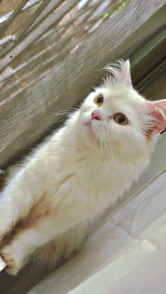 PERSIAN CAT FEMALE FOR SALE 8 MONTHS AGE