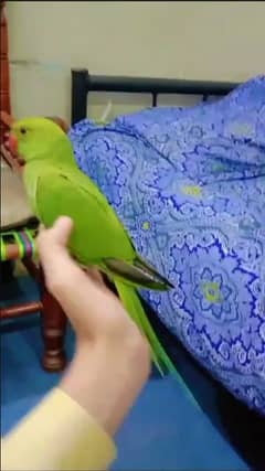 Ring neck Male Female parrots