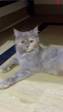 Persian grey cat