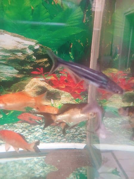 shabunkin, blue line shark and carb, mollies, guppies platty 2