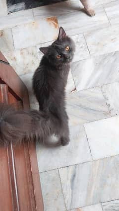grey kitten for sale