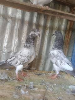 tady baby pigeon for sale