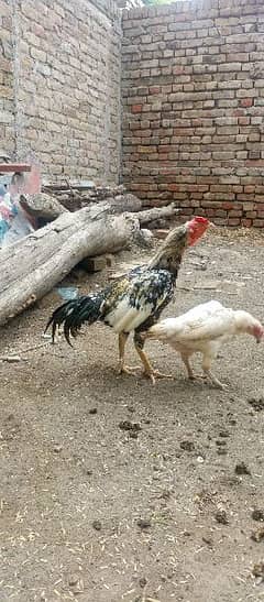 aseel high quality rampuri chena top class bird