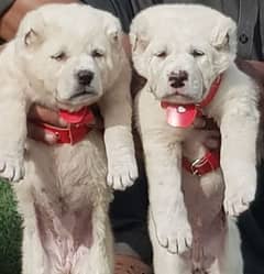 alabai security dog 2 month pair for sale