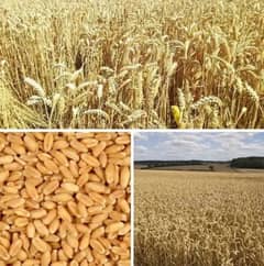 Wheat 50 maan Gandum