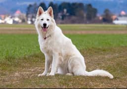 White German Shepherd long coat male puppy available for sale