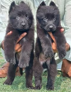 black German Shepherd double coat Jodi for sale available