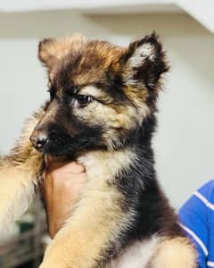 German Shepherd Puppies