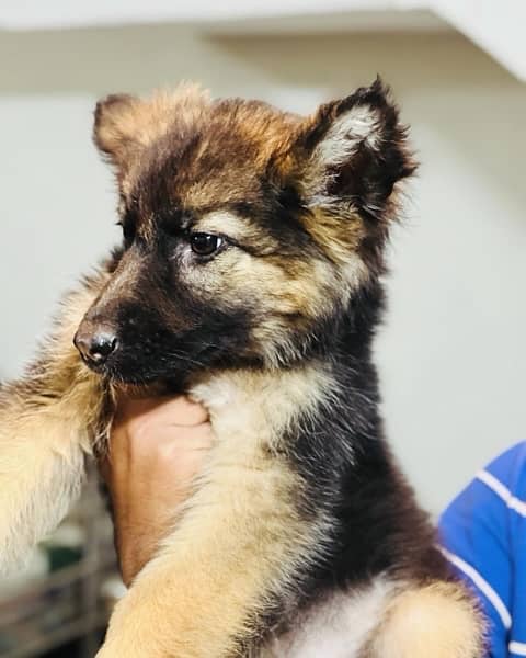 German Shepherd Puppies 0