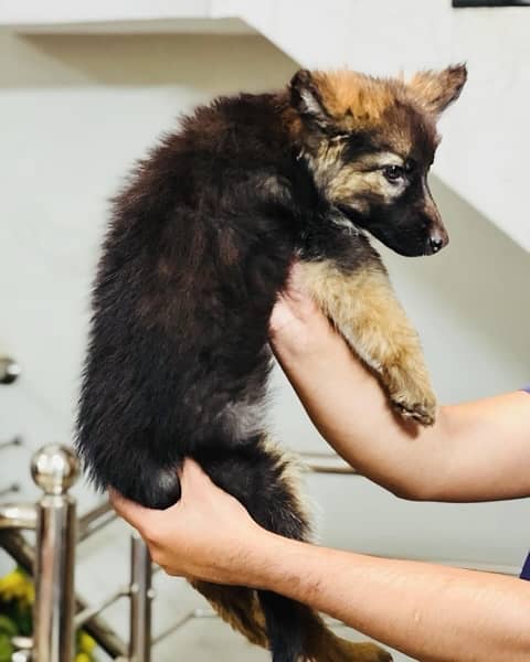 German Shepherd Puppies 1