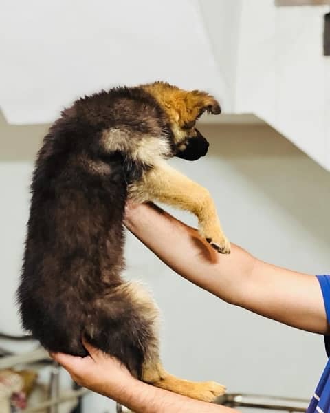 German Shepherd Puppies 2