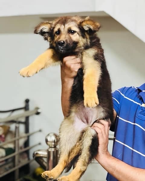 German Shepherd Puppies 3