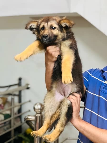 German Shepherd Puppies 9