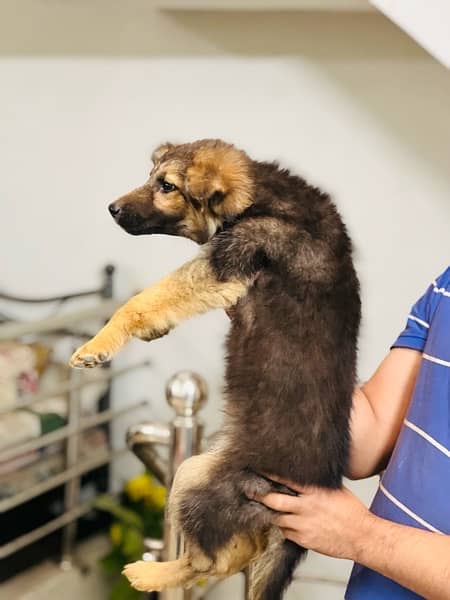 German Shepherd Puppies 12