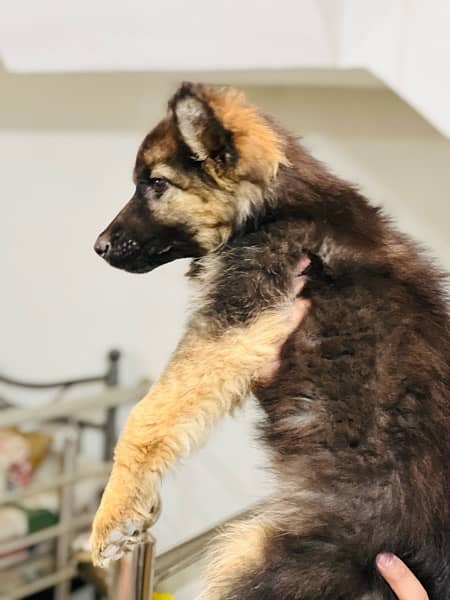 German Shepherd Puppies 15