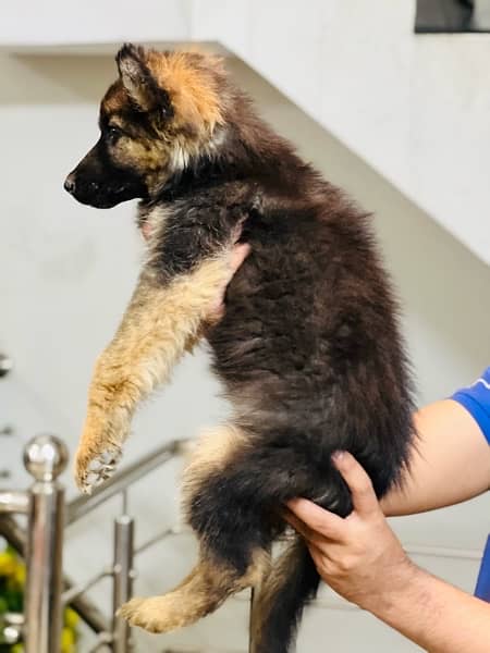 German Shepherd Puppies 16