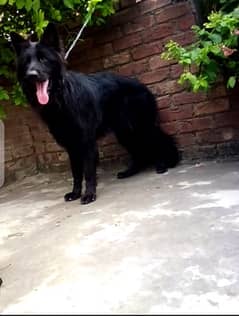 top quality black German Shepherd Male only stud