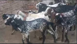 Goat | Makhi Cheeni goat | bakra | sheep | Breader | bakry | بکرا