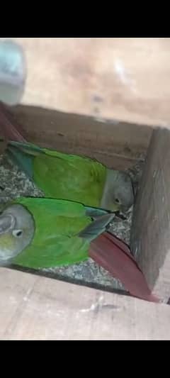 Green Conure Red factor ( breeder pair )