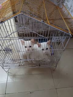 Beautiful Cats for sale