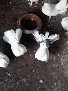 Fantail (laky kabotar) breeder pair