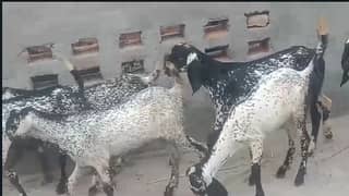 Makhi Cheeni goat | Goat | bakra | sheep | Breader | bakry | بکرا