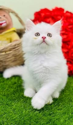 HIGHEST QUALITY BREED KITTENS PURE PUNCH FACE**CASH ON DELIVERY**