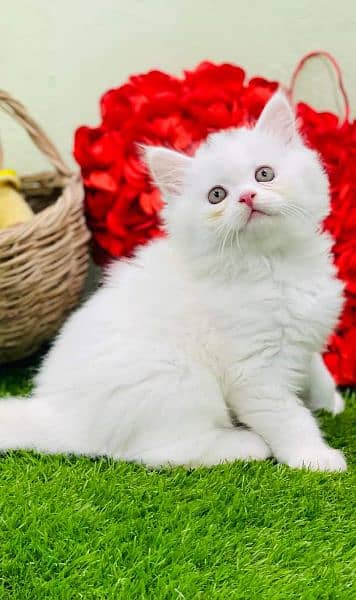 HIGHEST QUALITY BREED KITTENS PURE PUNCH FACE**CASH ON DELIVERY** 3