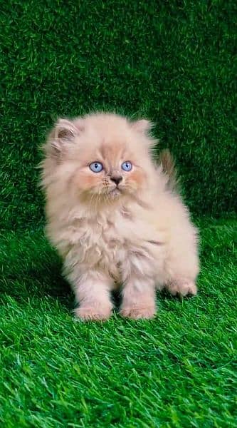 HIGHEST QUALITY BREED KITTENS PURE PUNCH FACE**CASH ON DELIVERY** 9